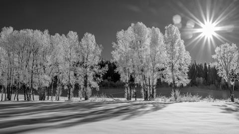 frsot covered trees