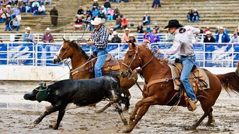 Team roping at the Steamboat Rodeo.