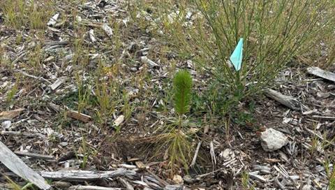 Greenhorn Sapling