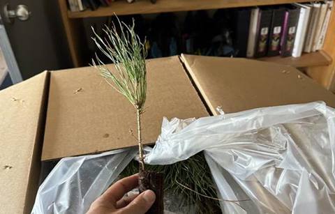 Greenhorn sapling