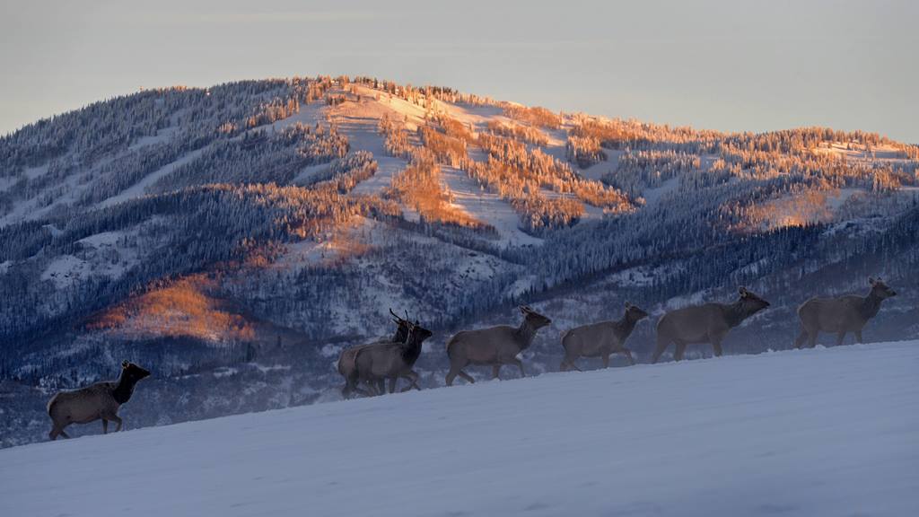 Elk herd on Steamboat Resort