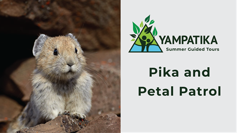 Pika Petal Patrol