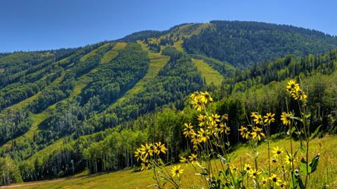 Summer mountain