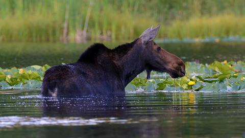 Moose 2593